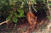 Chikkamagaluru : Tiger on prowl in Uduse village, captured on CCTV